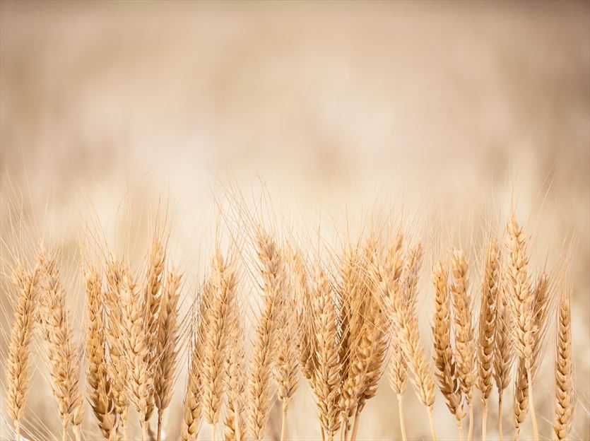 przyjazna Rolne artykuły, Centrala Nasienna sp. z o.o., Starogard Gdański